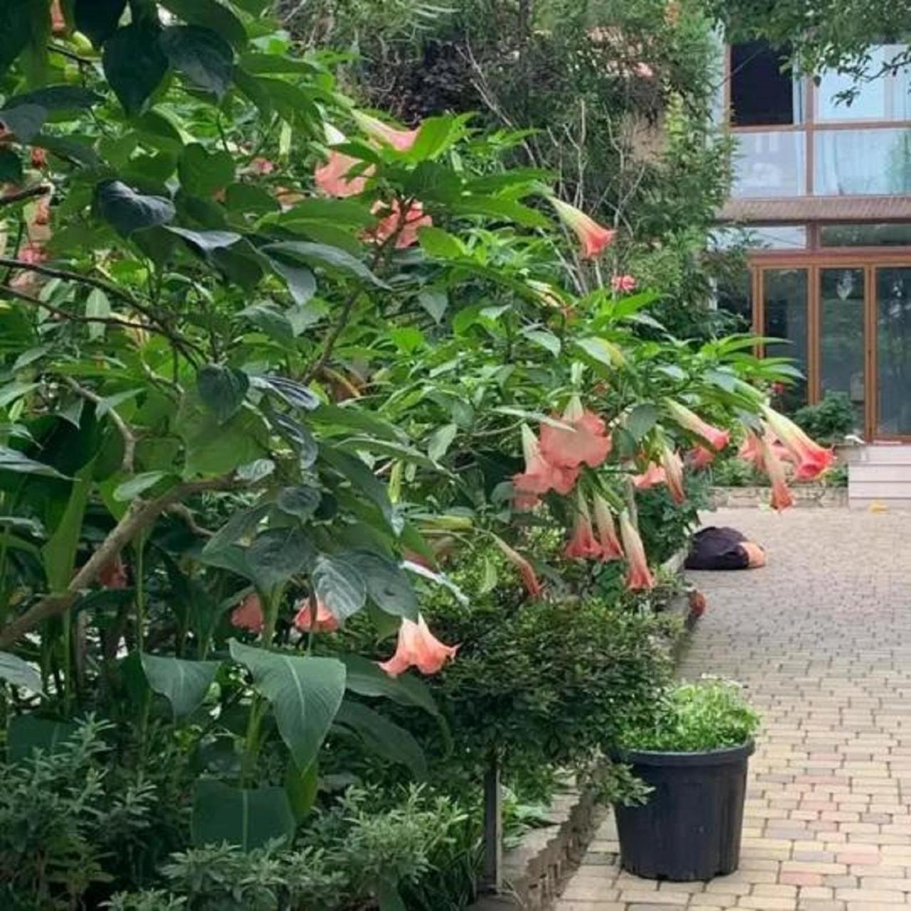 Batumi Wonderland Guest House Exterior foto